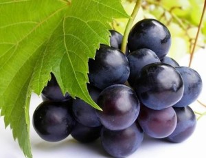 Vitis_Vinifera_Extract