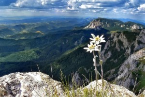 edelweiss