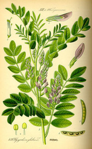 liquirizia Glycyrrhiza_glabra0